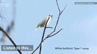 Loudest bird known to science [blegh]