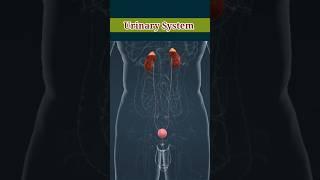 Urinary System in 3D Animation #urinary_system #3danimation #biology