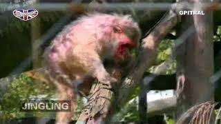 Monkey life 15 tv series english subtitles