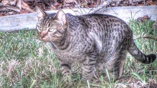 Feral Cat Documentary