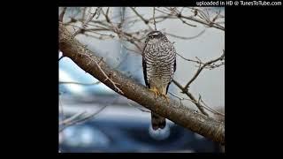 Vogelbestimmung: Sperber (Accipiter nisus)