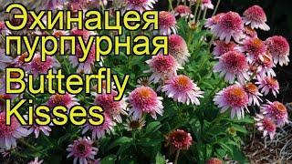 Эхинацея пурпурная Поцелуй Бабочки. Краткий обзор, описание echinacea purpurea Butterfly Kisses