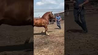 #horse WhatsApp +79277214909 БОГАТЫРЬ #kokboru #продажалошадей #лошади