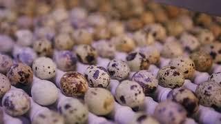 Quail Eggs Harvest in Big Farm Brazil with Yamasa Tech | Food Estate
