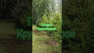 Посадка крупномеров, живая изгородь