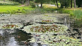 Мост, водопад и пруд с розовыми и белыми лилиями