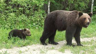 Оха Сахалин, 12.07.2020 Медведица с медвежонком. bears