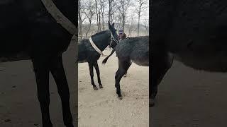 Funniest Donkey Ever! Donkey Training the fun way! 235