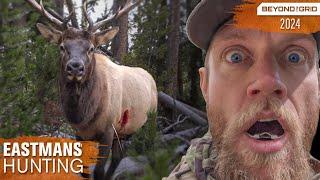 Dead bull walks up to me! Bow Hunting Elk & Moose | Beyond the Grid