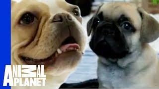 French Bulldogs | Dogs 101