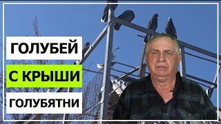 Голуби Геннадий Мацинов ( Голубей Поднял с Крыши Голубятни) Кагальницкая!