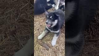 The Daily Den, Puppies Bein’ Real!...Cute! #puppyvideos #agoutihusky #wolfpack