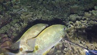 Ep. 325 SpearFishing For Seafoods! CATCH & COOK