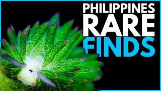 Searching for exotic species in philippines