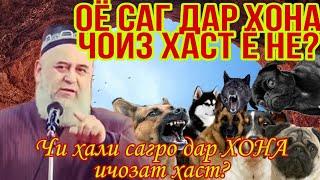 ОЁ САГ ДАР ХОНА ЧОИЗ ХАСТ Ё НЕ? ХОЧИ МИРЗО