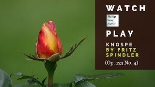 Fritz Spindler: Knospe (Bud), Op. 123 No.  4