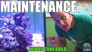 TANK MAINTENANCE - What To Take Care of At The Six Month Mark - Newbie Tank Build