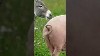 Animal Wonders The Protective Donkey & The Smart Pig