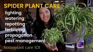 COMPLETE Spider Plant Care - Watering, Lighting, Repotting, Propagation  & More -Houseplant Care 101