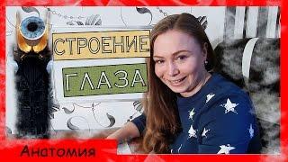 АНАТОМИЯ ЧЕЛОВЕКА. Строение глаза.