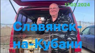 Ярмарка голубей 18.03.2024 Славянск-на-Кубани #pigeon #голуби #ярмарка