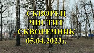 Чистка скворечника 05 04 2023г