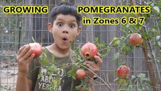 Growing POMEGRANATES in Zones 6 & 7 (Russian 26)