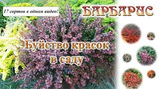 Барбарисы моего сада. Сорта барбарисов с описанием. Барбарис Тунберга и Фрикарта.