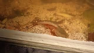 Triops Australiensis Green digging in Bulgaria 1