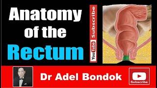 Anatomy of the Rectum, Dr Adel Bondok Making Anatomy Easy