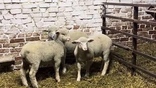 Ягнята ИльДеФранс и Волгоградский меринос F1 #овцы #овцеводство #sheep_farm #тексель  #ильдефранс