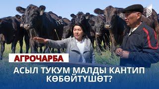 Асыл тукум малды кантип көбөйтүшөт? | АГРО ЧАРБА көрсөтүүсү