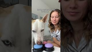 Letting my dog decide what I eat for the day  #dog #dogshorts #food #dogmom #dogowner #pets #puppy