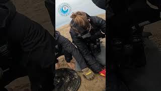 Baby Seal Saved From Shark Line #shorts #babyseals #babyanimals