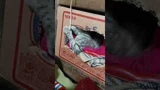 Funny cat #catlovers #funny #cute #velog #viralvideo