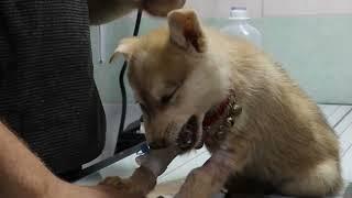 A puppy with a dangerous disease - Vet Rami Awwad