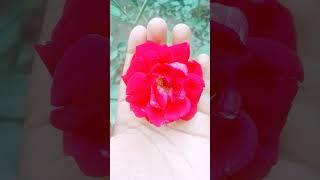 subscribe #love #song