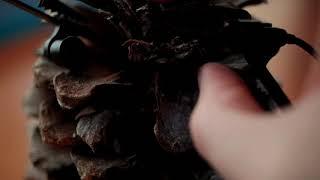 Giant Pinecone ASMR