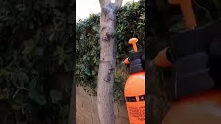 Fungicide Techniques + Limewash Protection for Healthy Trees! #treecare #gardenhealth #gardeningtips