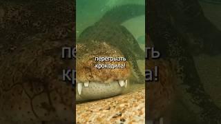 САМОЕ ОПАСНОЕ МЛЕКОПИТАЮЩЕЕ