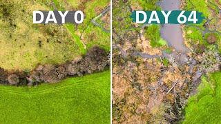 Beavers Created a Thriving Wetland - the results are magic