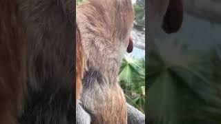 Proboscis Monkey Nakula #Changlong Proboscis Monkey #Original Video #Changlong Wildlife World