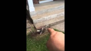 Skunk trapping ct