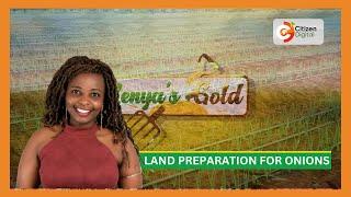 | Kenya's Gold | Land Preparation for Onions