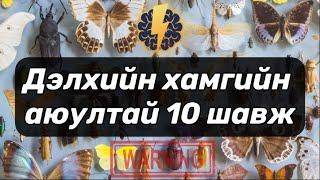 Дэлхийн хамгийн аюултай 10 шавж