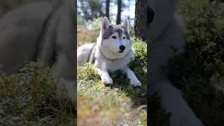 Top 5 Unknown Facts About Husky  (@Issacs_Vlogs_and_Facts ) #husky #facts #dog #interestingfacts