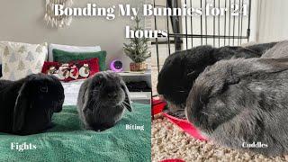 Bonding My Bunnies for 24 hours!