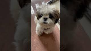 Coco my shihtzu
