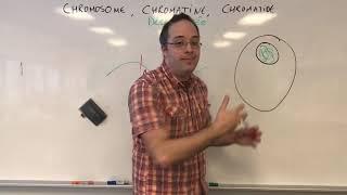 Différence entre chromosome, chromatine et chromatide