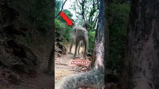 Top 5 Most Unbelievable Animals That Actually Exist #shorts